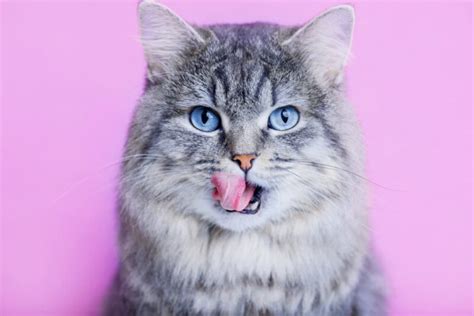 200 Food Names for Cats You'll Eat Right Up | Great Pet Care