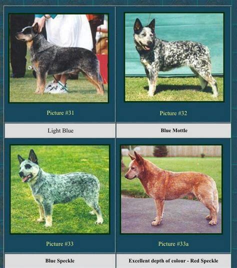 Coat Color Chart | Austrailian cattle dog, Australian cattle dogs ...