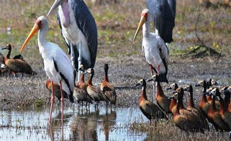 birds-okavango | Africa, Wildlife, Okavango delta