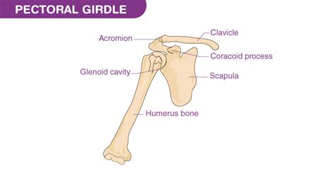 Detailed Study on Pectoral Girdle and Its Components | Testbook.com