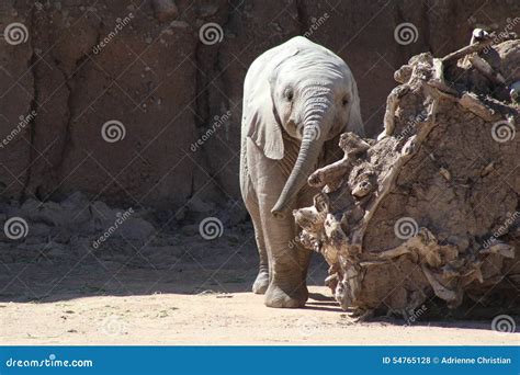 Smiling Baby Elephant stock photo. Image of wildlife - 54765128