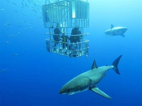 Shark Cage Diving & Swim (Snorkeling Cruises & Tours), Oahu tours ...