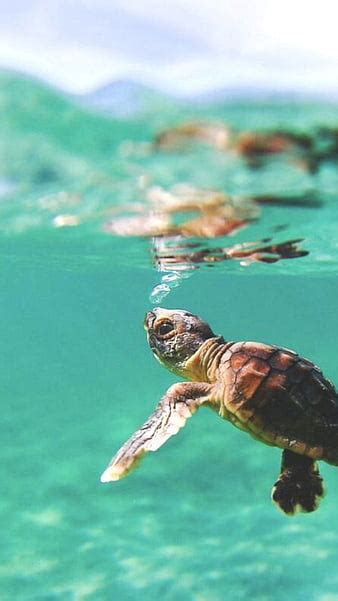 Cute Turtle Wallpaper Hd