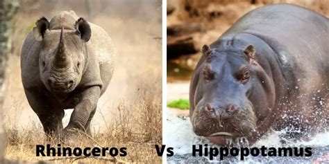 Rhino vs Hippo | Who Would Win in a Fight?