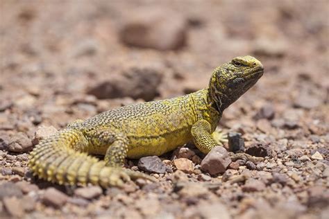 Uromastyx acanthinurus | Uromastyx, Uromastyx lizard, African animals