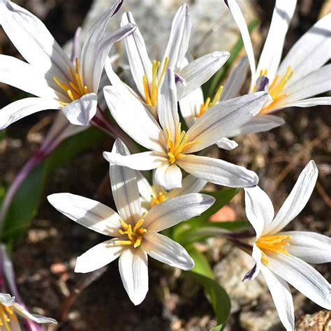 20 Types Of Popular Colchicum Pictorial Guide