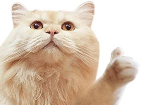 Cat Thumbs Up GIF - Cat ThumbsUp Like - Discover & Share GIFs