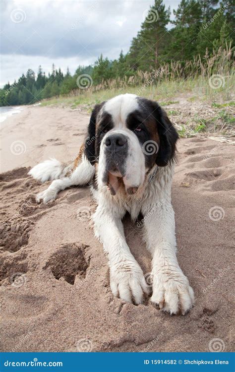 Puppy of a St. Bernard stock photo. Image of cute, grass - 15914582