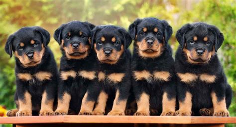 Do Rottweilers Make Good Family Pets - Pets Retro