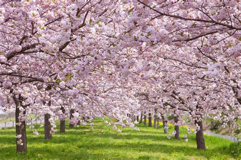 16 Cherry Blossoms Facts - Cherry Blossoms and Blossom Tree Trivia