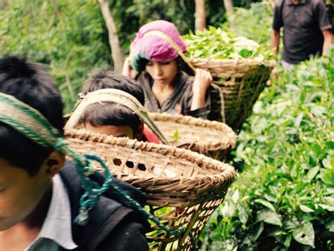 The Current State of Organic Orthodox Tea in Nepal — Kill Green