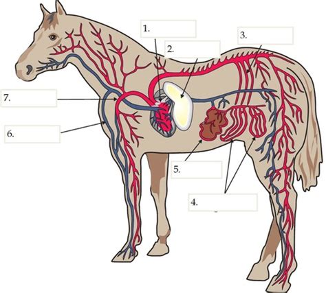 Circulatory System of a horse Flashcards | Quizlet