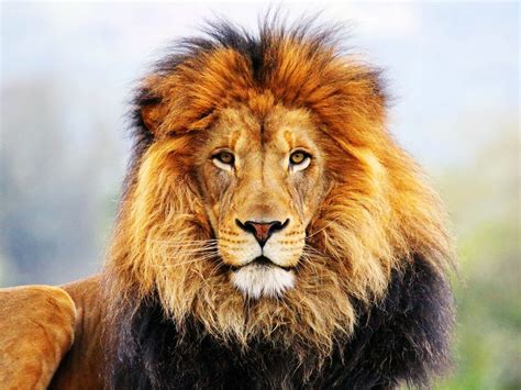 Lion Wallpaper : Lion Wallpapers - Digital HD Photos : Tons of awesome ...