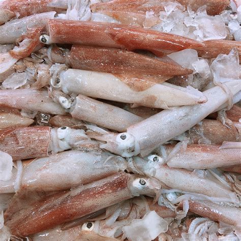 QLD LOLIGO SQUID (MIN 1KG) | Claudio's Seafoods