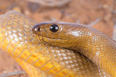 Inland Taipan | The most venomous snake in the world after l… | Flickr