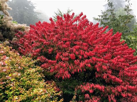 75+ Dwarf Red Barberry Crimson Pygmy