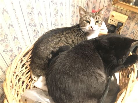 My cats in their basket : r/cat