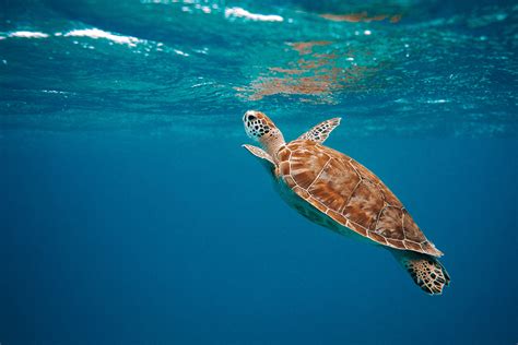 Sea turtle swimming in the ocean - Revive & Restore