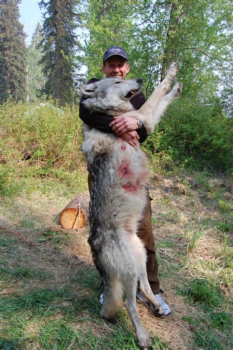 Wide North Outfitters Wolf Hunting Photo Gallery