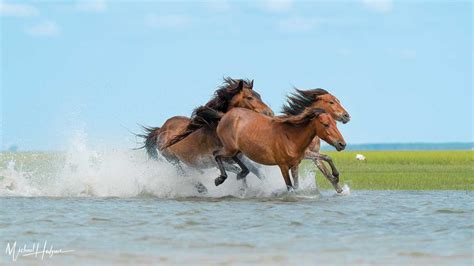 Wild-horses-shackleford-banks-galloping-stallion-mares | HI Travel Tales