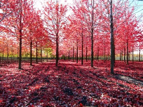 Maple tree farm, October | Garden photos, Red maple tree, Garden ...