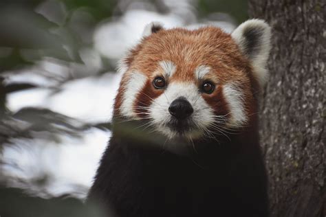 Close-Up Photo of a Red Panda · Free Stock Photo