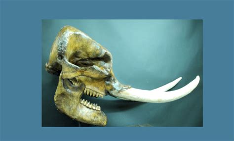 Mastodon Male Skull Replica - SkeletonsAndSkullsSuperstore