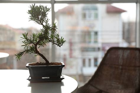 How to Grow & Care for an Indoor Bonsai Tree? - Hooked on Bonsai