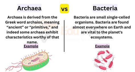 Difference Between Archaea And Bacteria – NBKomputer