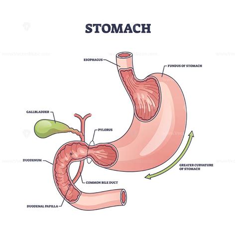 Stomach organ structure and medical digestive model anatomy outline ...