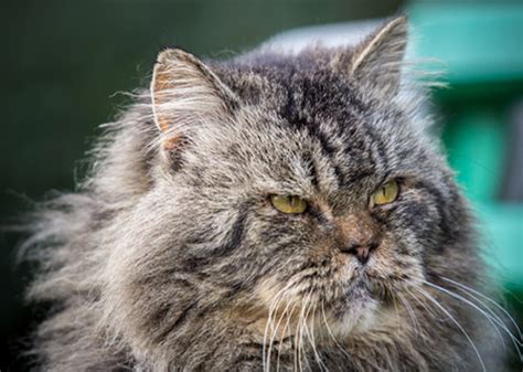 7 Common Health Problems in Senior Cats - Vetstreet | Vetstreet