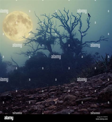 Old spooky tree Stock Photo - Alamy