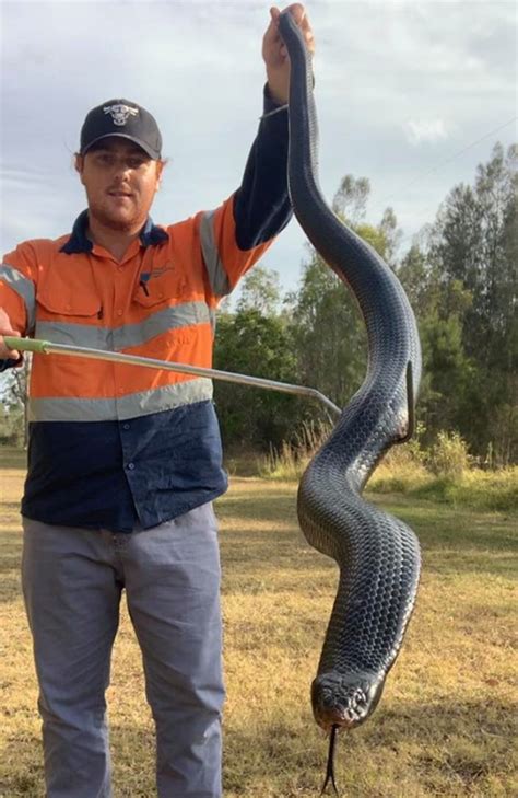 Massive venomous red-bellied black snake caught in Brisbane | news.com ...