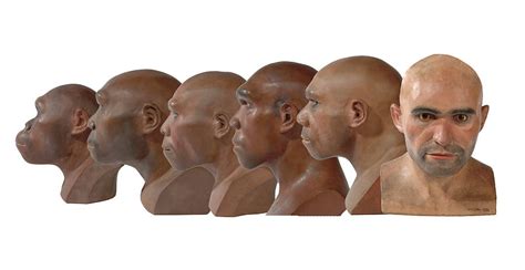 Homo Erectus Facial Reconstruction