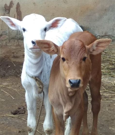 Pin on Gau Mata