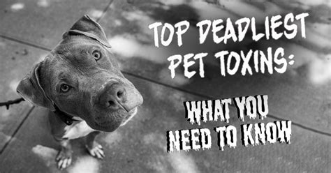 The Top 10 Deadliest Pet Toxins | ASPCA