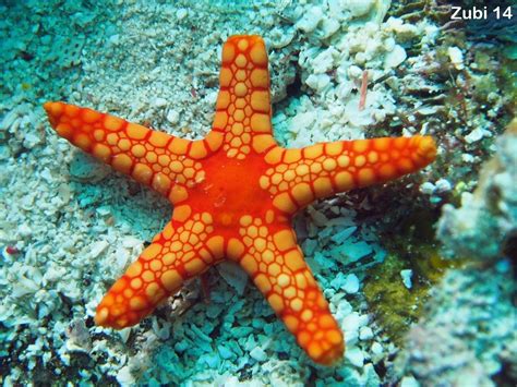 3 Worksheet Starfish Facts in 2020 (With images) | Starfish facts ...