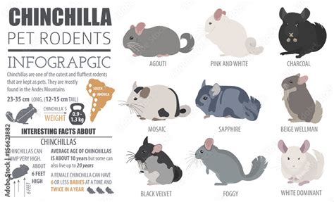 Chinchilla breeds icon set flat style isolated on white. Pet rodents ...