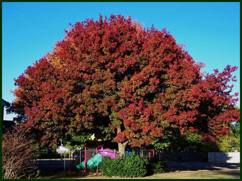 Texas Red Oak Tree Leaves - Juvxxi