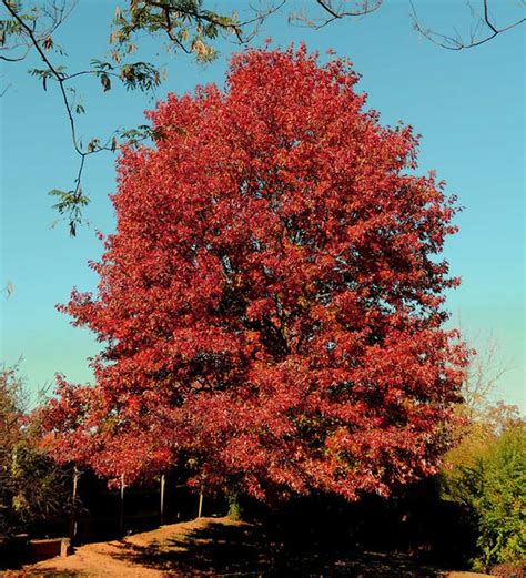 Northern Red Oak - Plant Guide