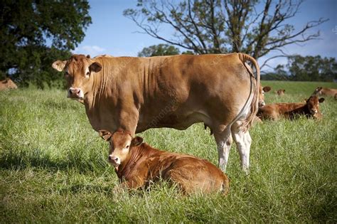 Beef cattle farming - Stock Image - C012/5485 - Science Photo Library