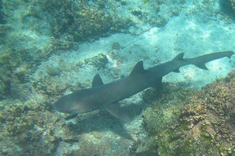 Best Places for Snorkeling in the Galapagos Islands by Galapagos Insiders