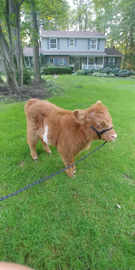 Miniature Scottish highland/belted Galloway cow. Walter is the cutest ...