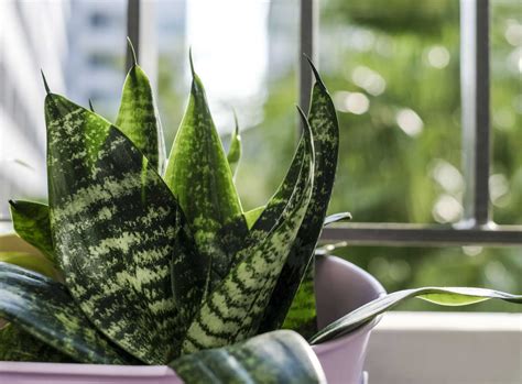 19 Plants That NASA Says Will Keep a Home's Air Cleaner | CafeMom.com