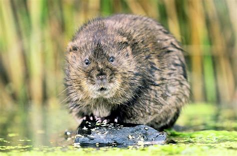 European Water Vole Photograph by Colin Varndell | Pixels