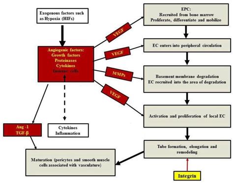 Stepwise mechanism of angiogenesis | Download Scientific Diagram