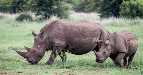 5 African animals that are on the verge of extinction | Pulse Nigeria