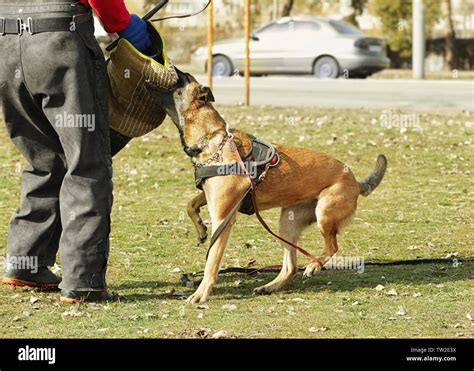 Training of working dog outdoors Stock Photo - Alamy