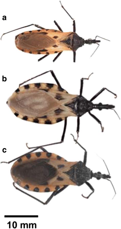 The three described species of the Triatoma dimidiata species complex ...