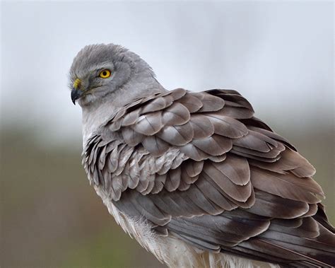 Galveston Island Birding - Galveston Island Nature Tourism Council